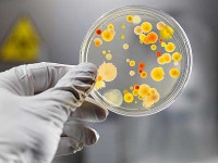 /album/expertise-consultoria-em-saude/bacteria-2-jpg/